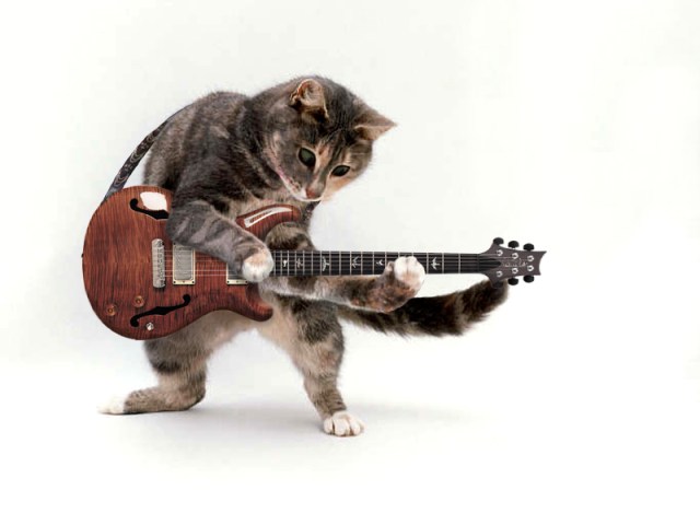 catwithguitar